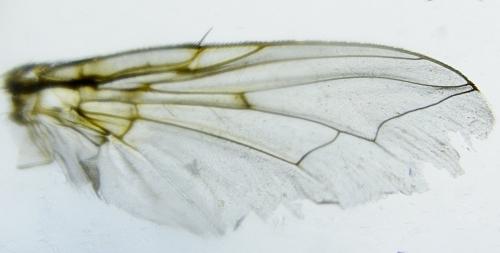 Sarcophaga amita